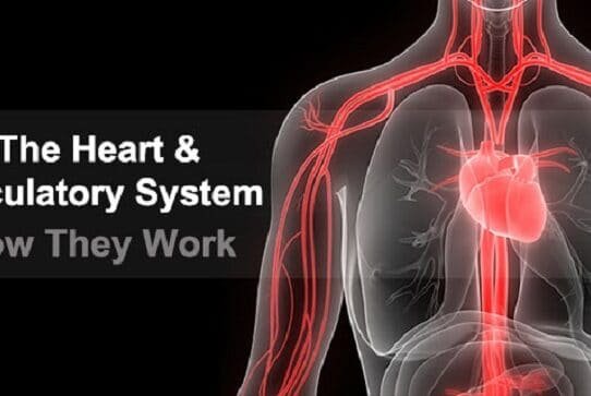 Learn From The Expert: How Does The Blood Circulatory System Work !