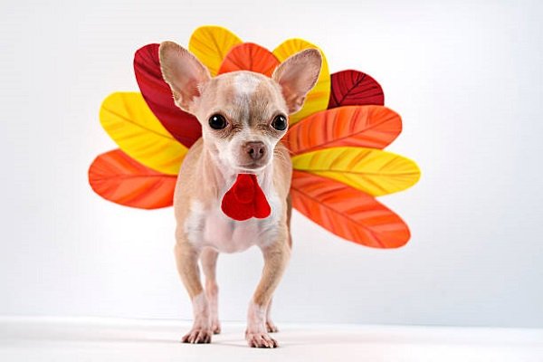 little chihuahua dressing like a turkey for thanksgiving