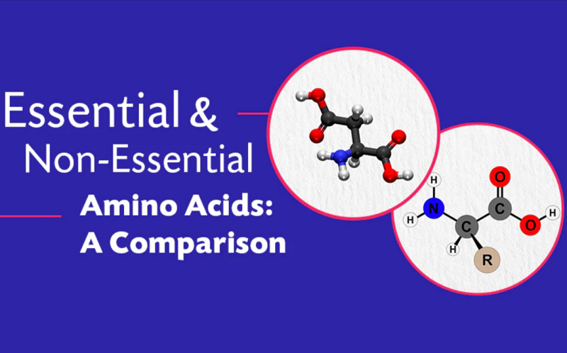 Amino Acids