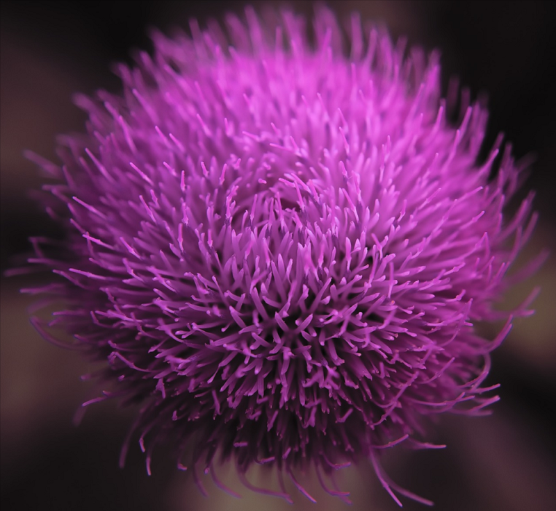 Milk Thistle Benefits